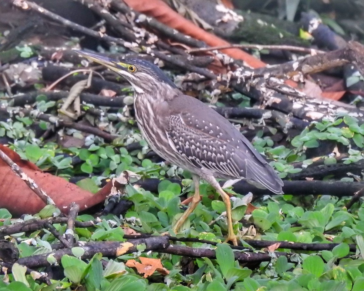 Striated Heron (South American) - ML623454182