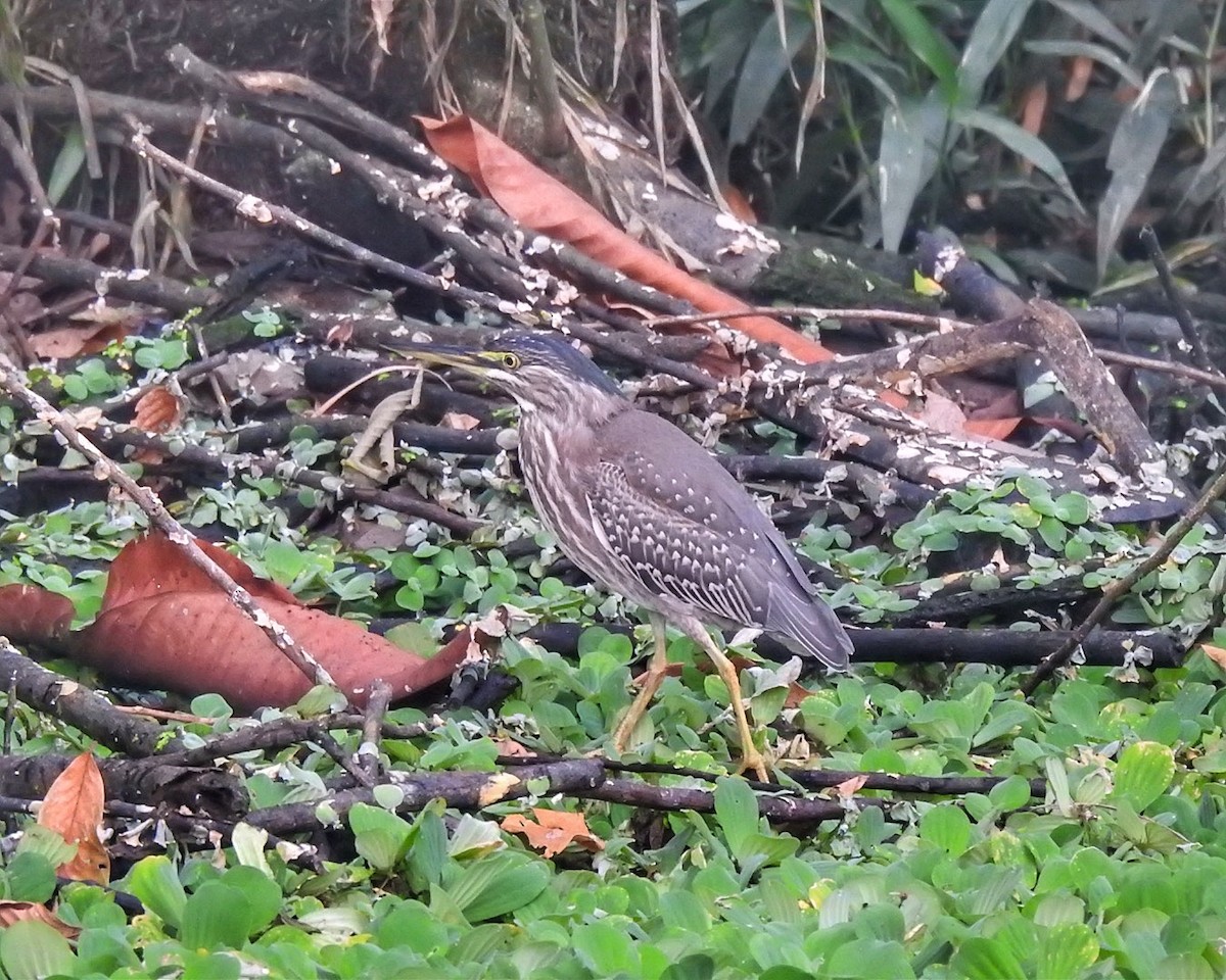 Striated Heron (South American) - ML623454183