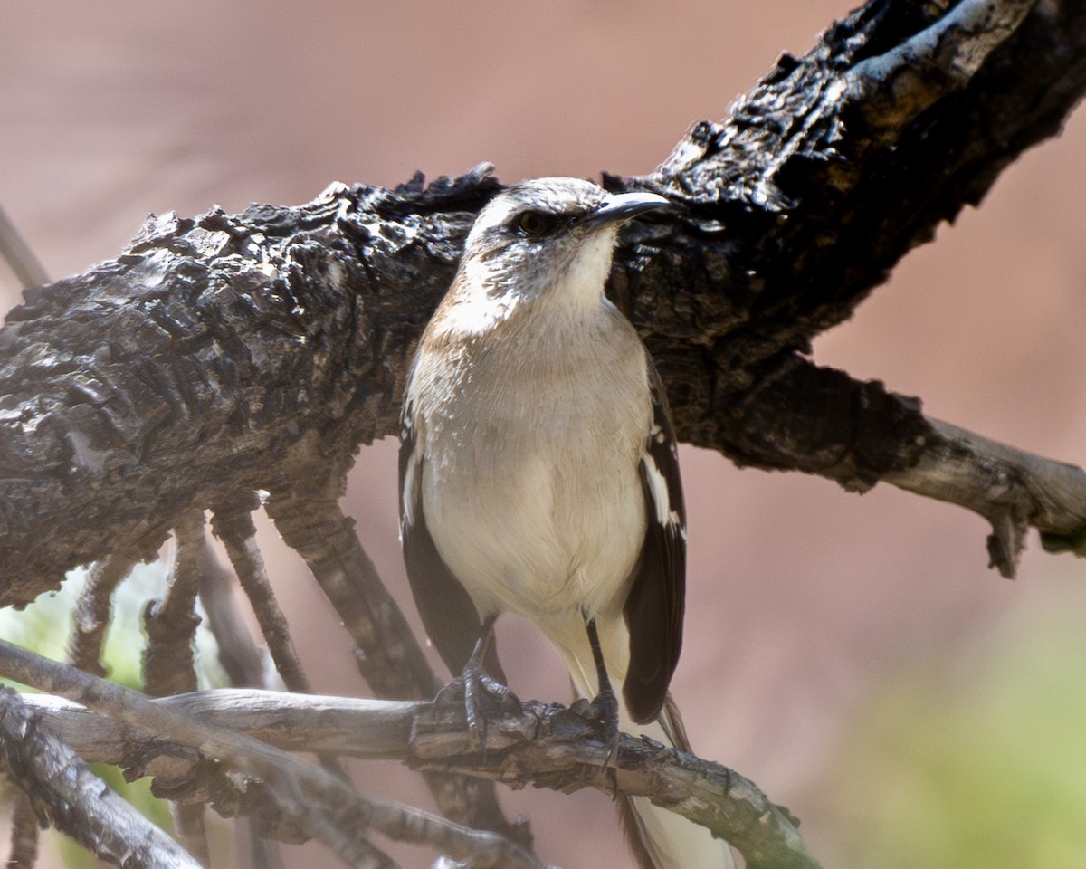 Brown-backed Mockingbird - ML623454186
