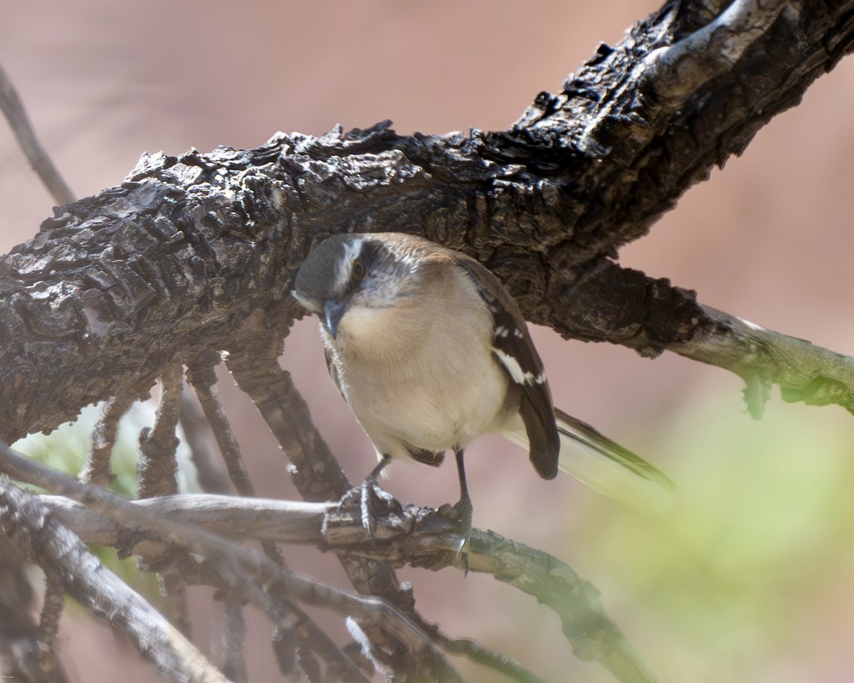 Brown-backed Mockingbird - ML623454187