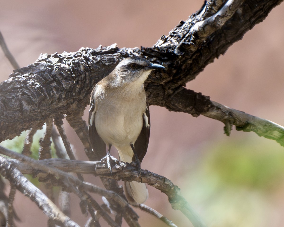 Brown-backed Mockingbird - ML623454188