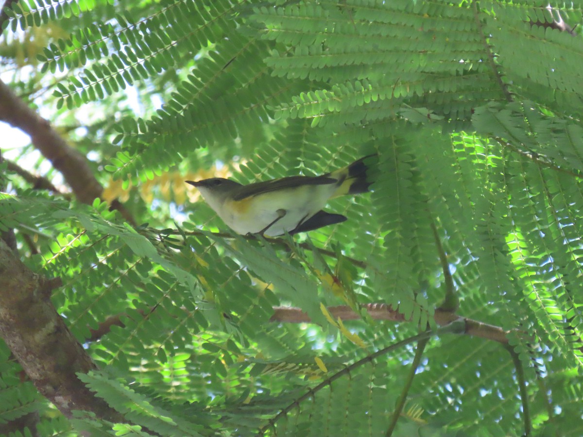 American Redstart - ML623454190