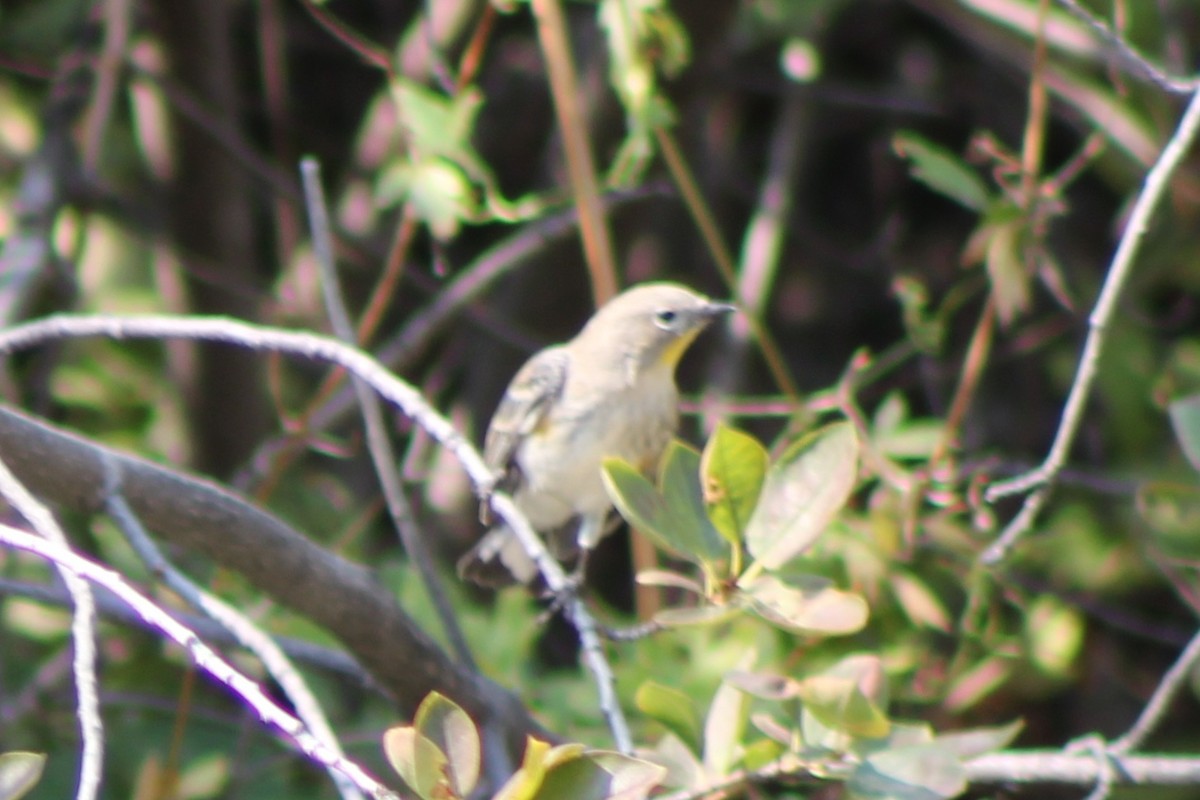 Yellow-rumped Warbler - ML623454214