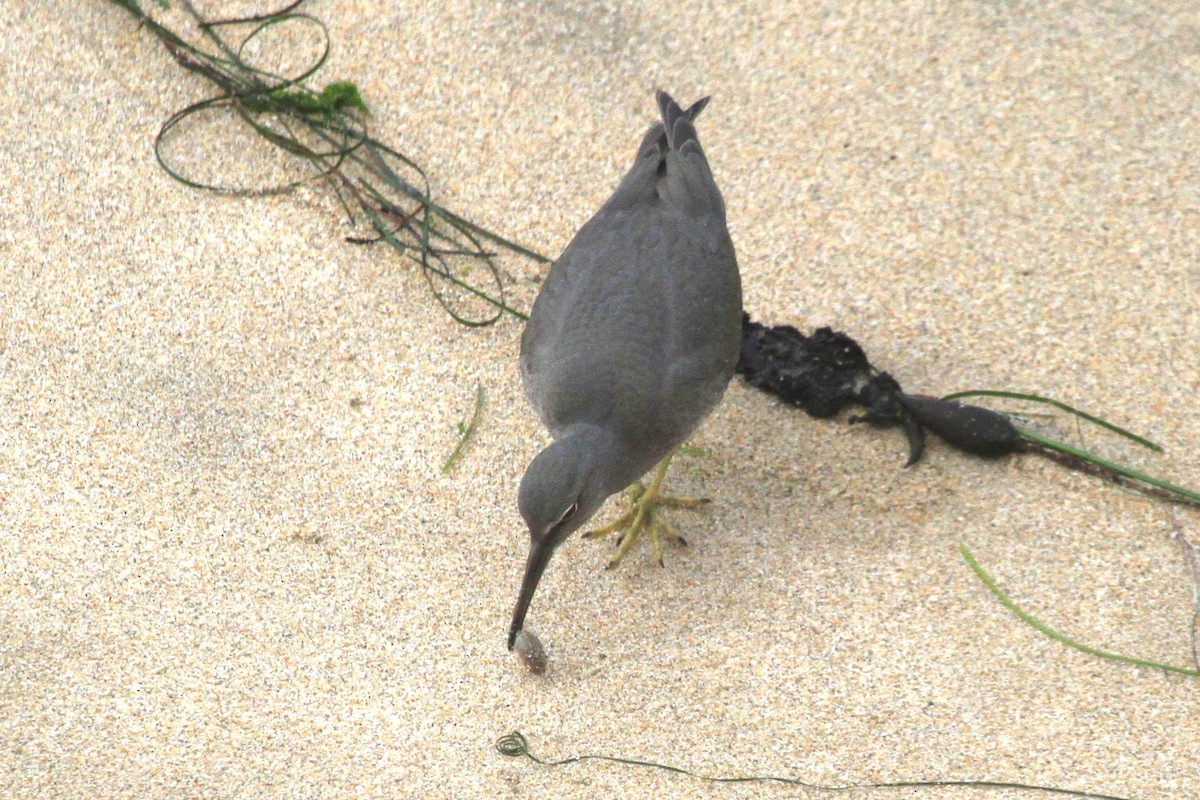 Wandering Tattler - Kent Forward