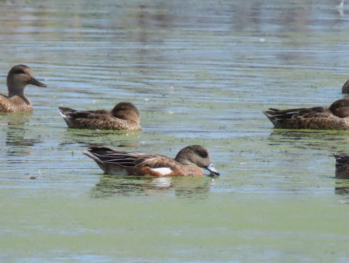 American Wigeon - ML623454243