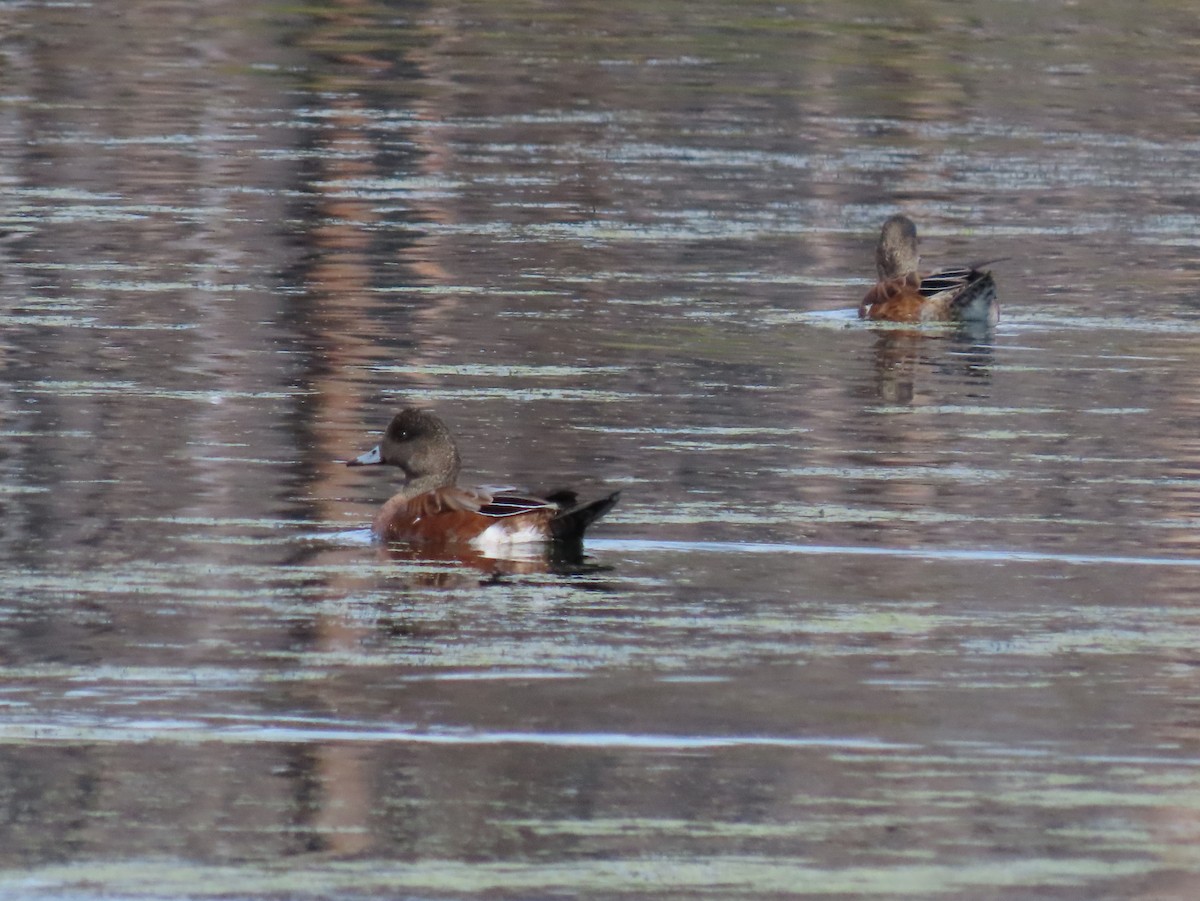 American Wigeon - ML623454244