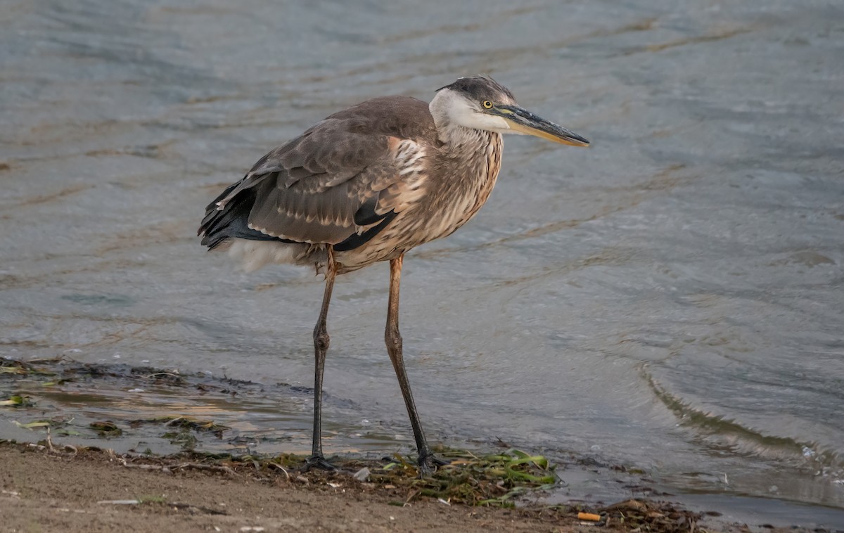 Great Blue Heron (Great Blue) - ML623454249