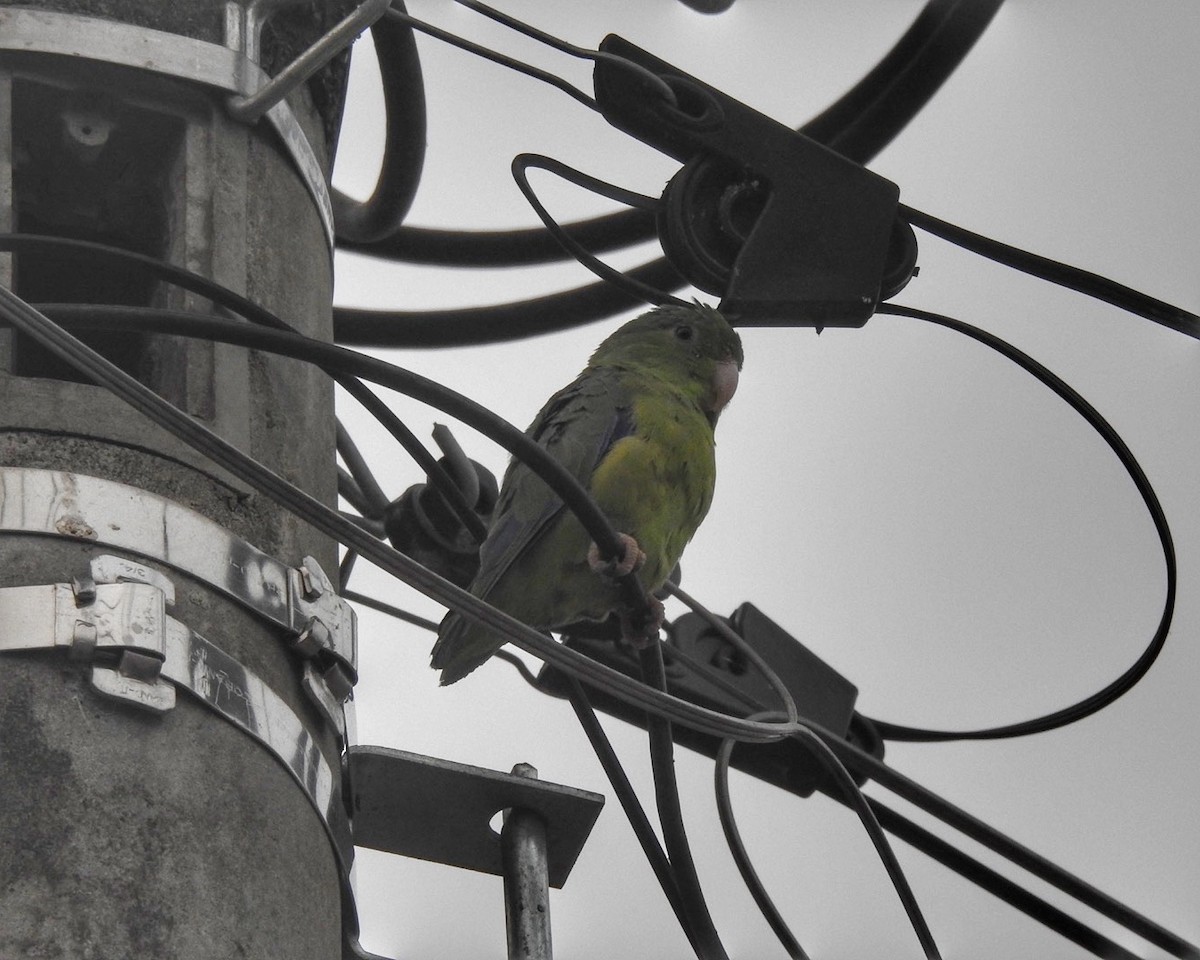 Riparian Parrotlet - ML623454253