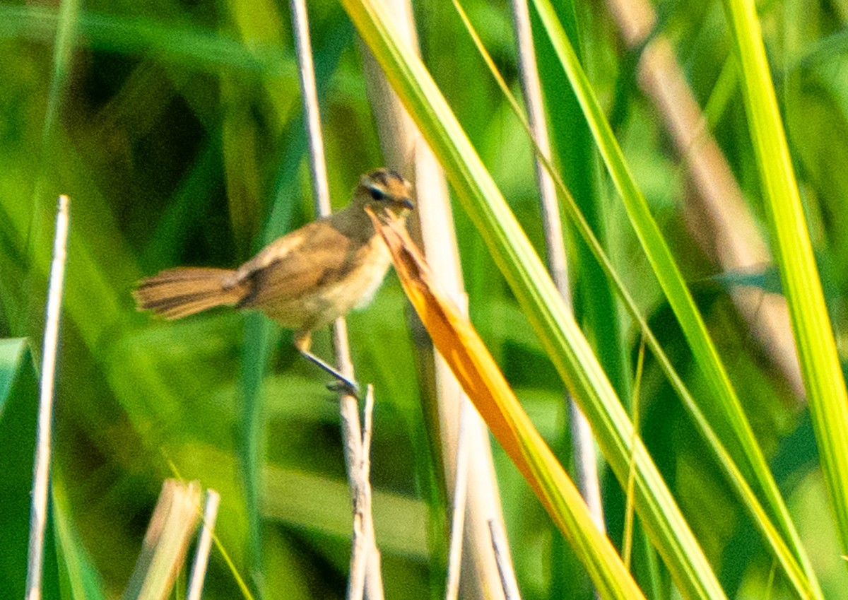 Black-browed Reed Warbler - ML623454282