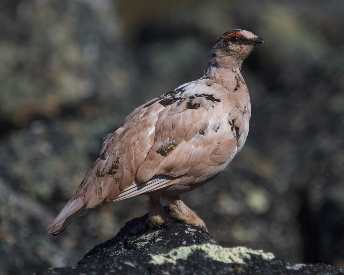 Rock Ptarmigan - ML62345431