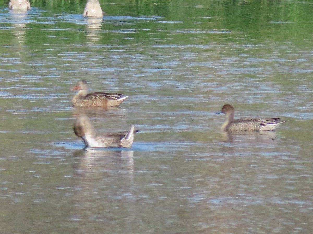 Northern Pintail - ML623454327