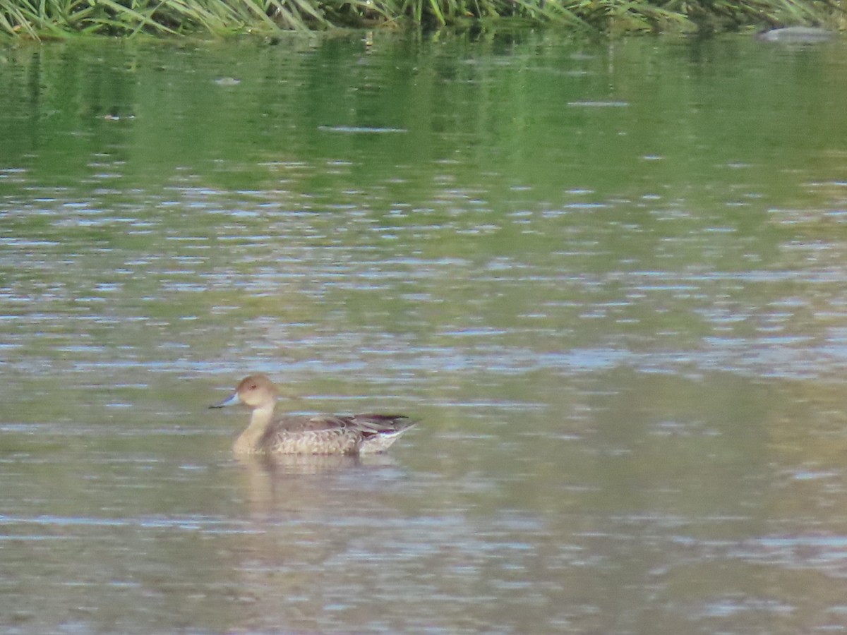 Northern Pintail - ML623454328