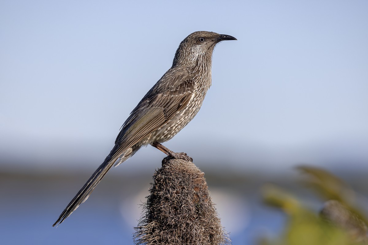 Little Wattlebird - ML623454341