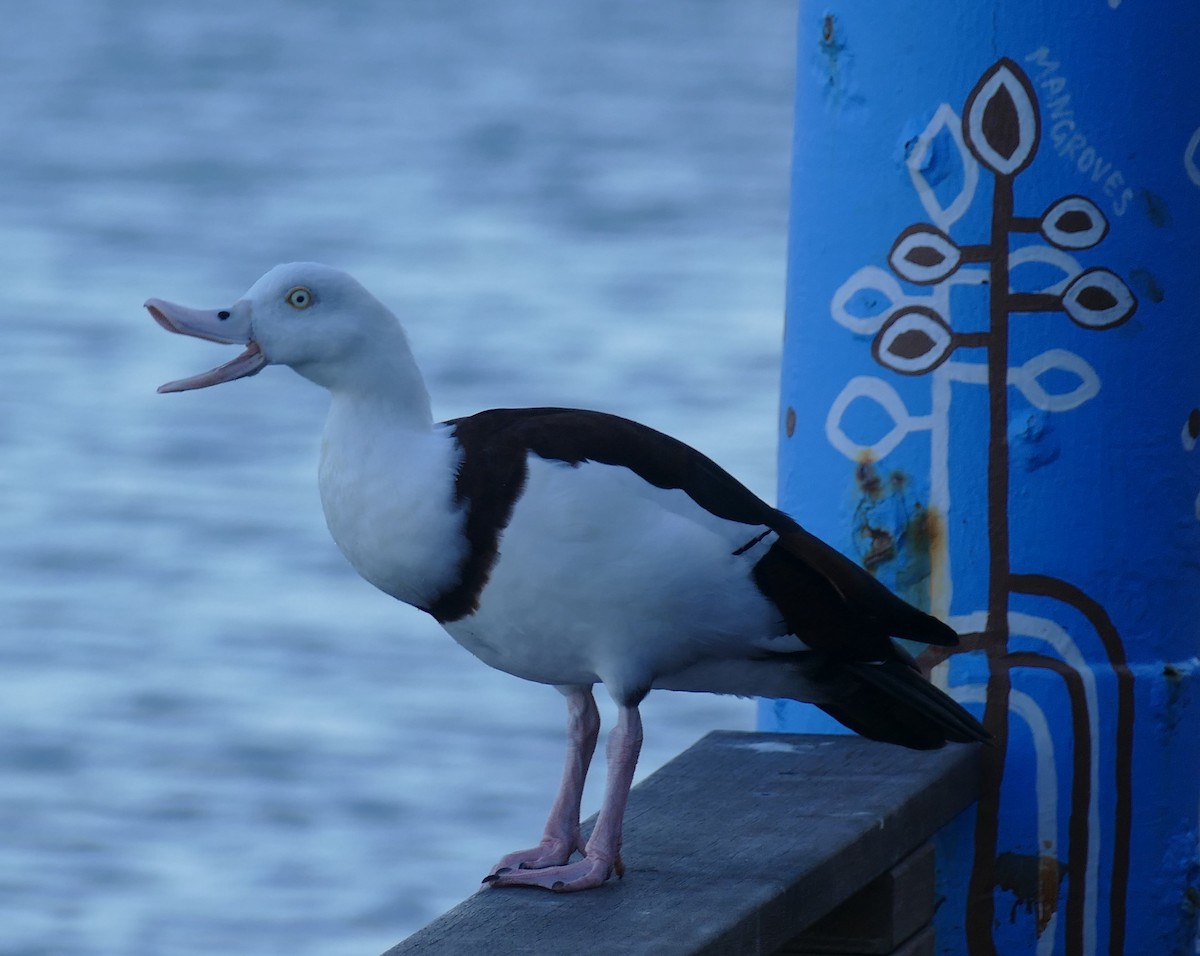 Radjah Shelduck - ML623454365