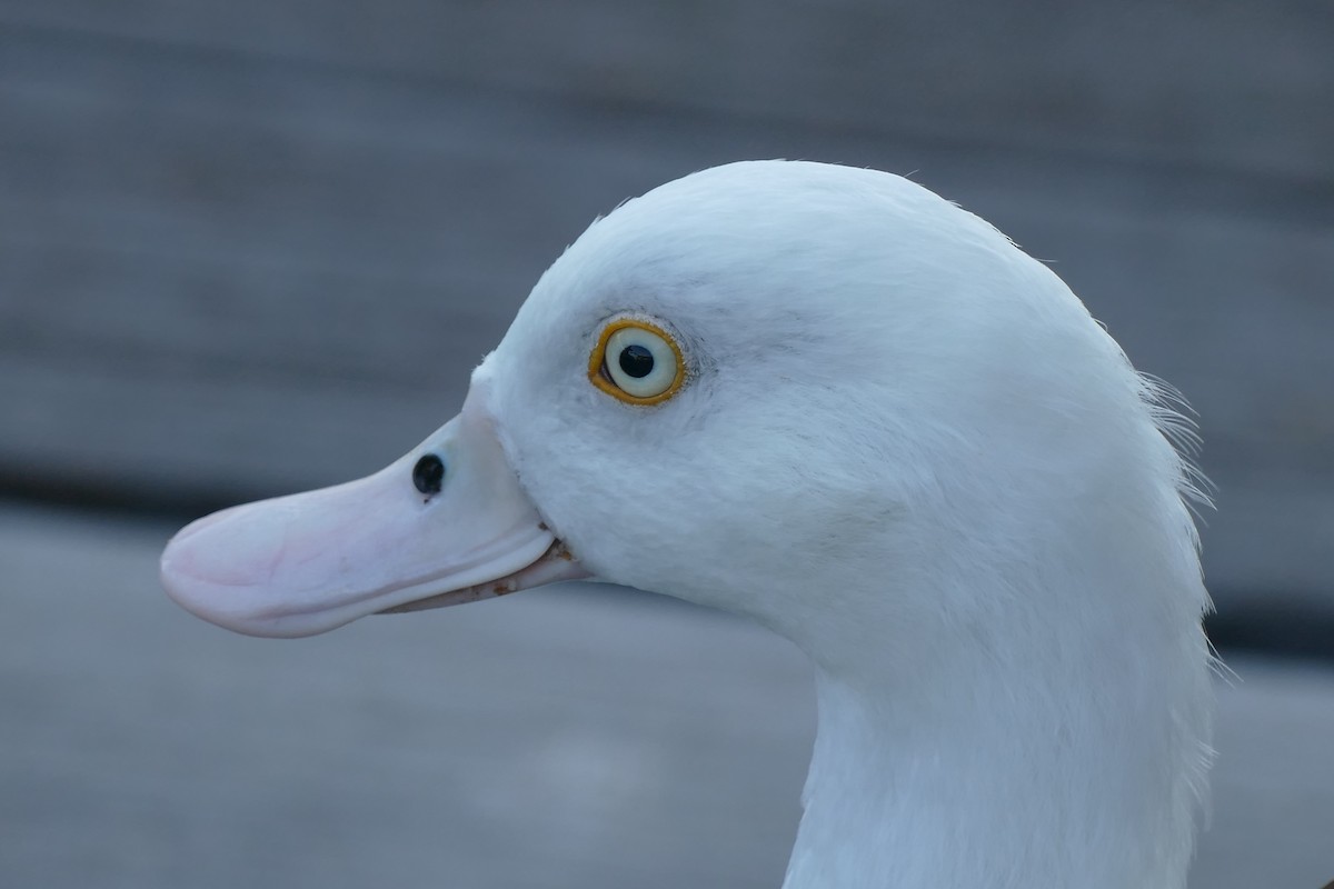 Radjah Shelduck - ML623454366