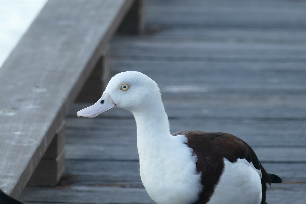 Radjah Shelduck - ML623454367