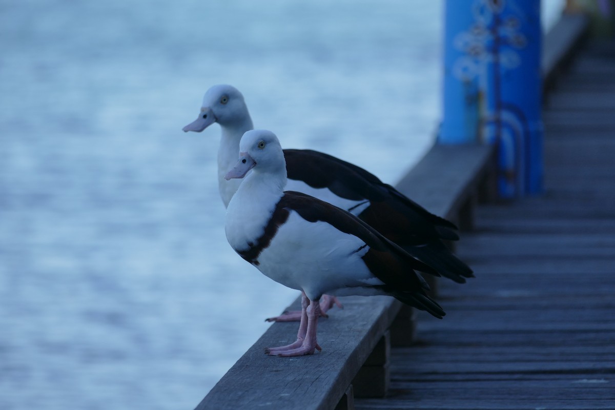 Radjah Shelduck - ML623454368