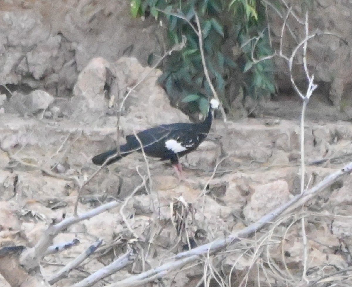 White-throated Piping-Guan - ML623454378