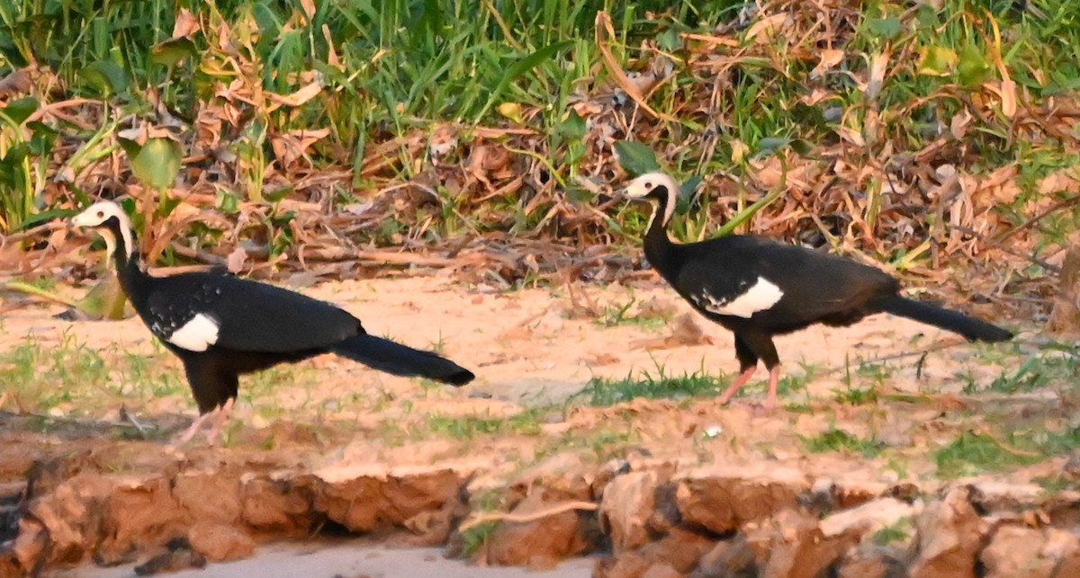 White-throated Piping-Guan - ML623454379