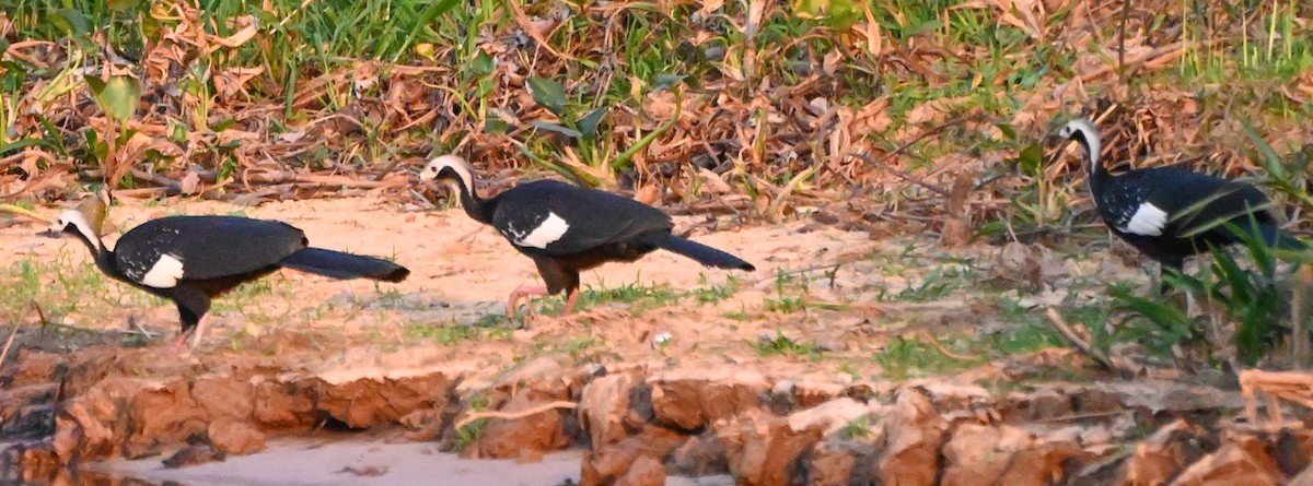 White-throated Piping-Guan - ML623454380