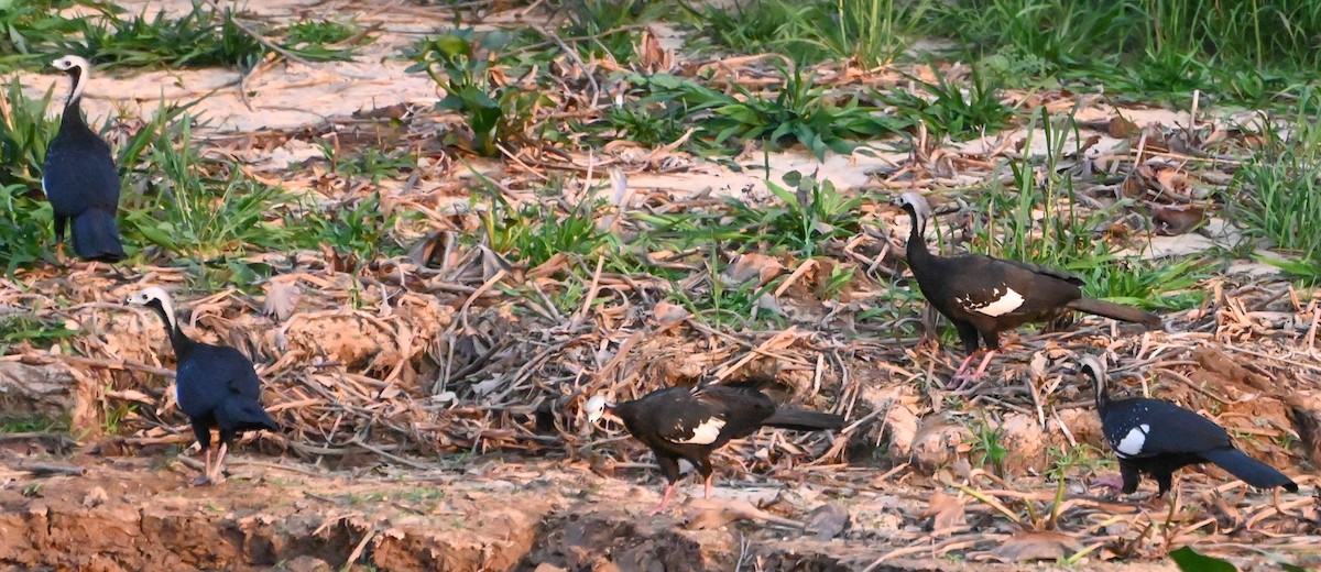 White-throated Piping-Guan - ML623454381