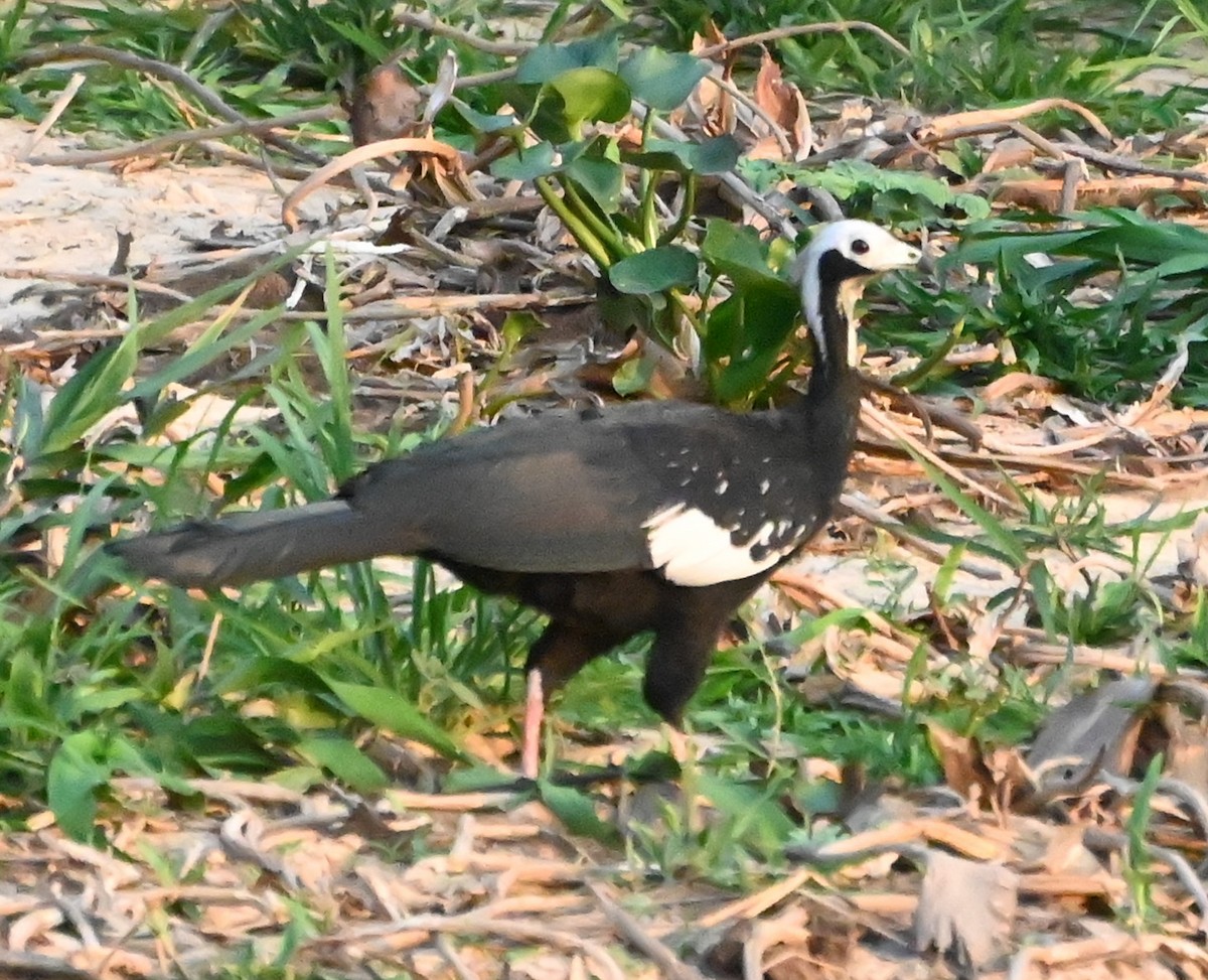 White-throated Piping-Guan - ML623454382