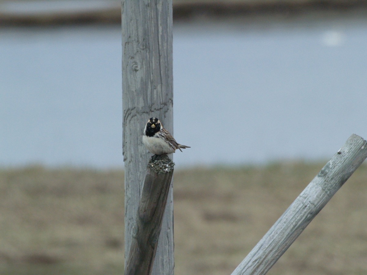 Lapland Longspur - Jeff Hopkins