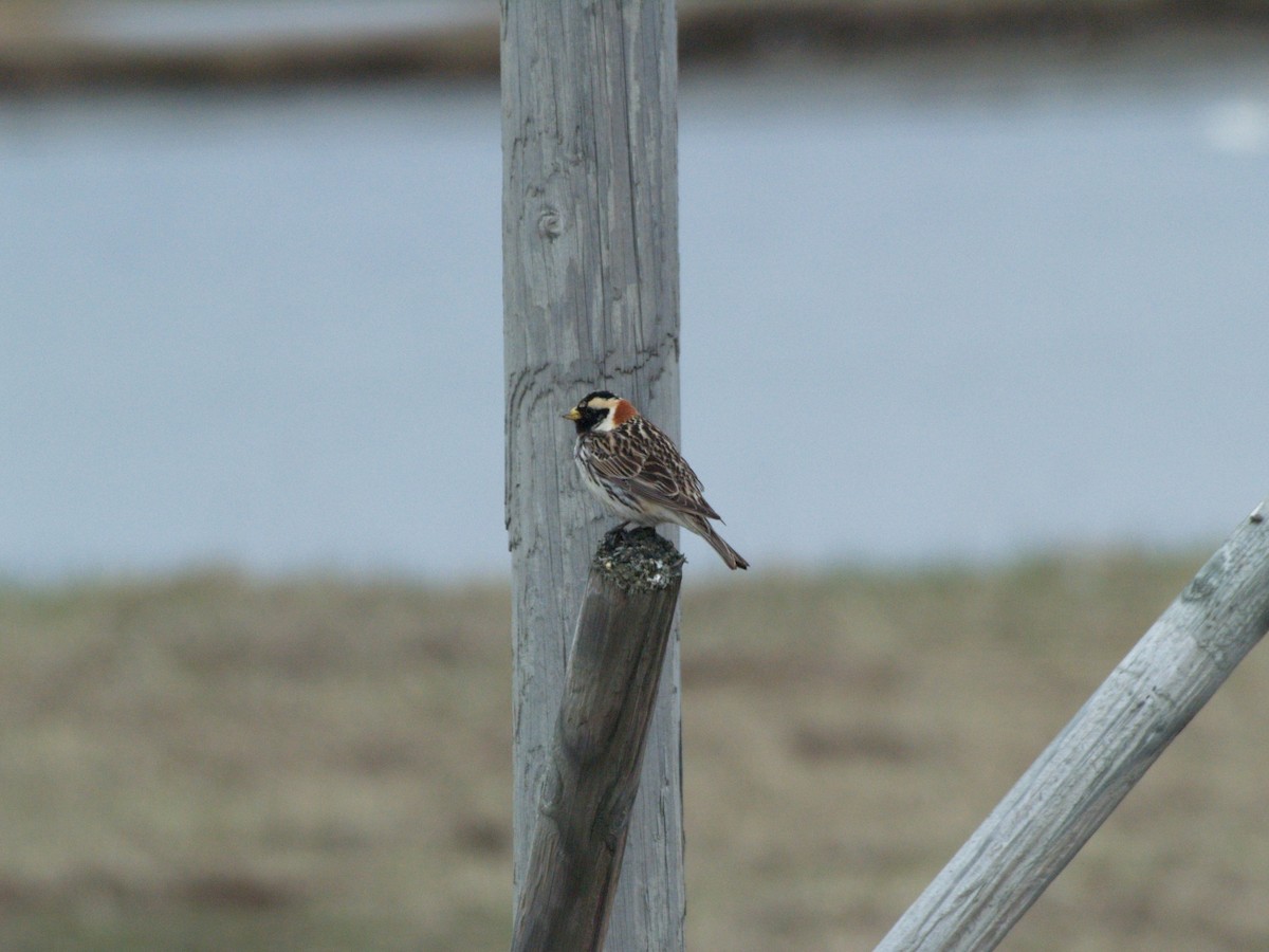 Lapland Longspur - ML623454387