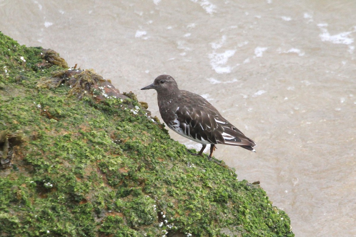 Black Turnstone - ML623454403