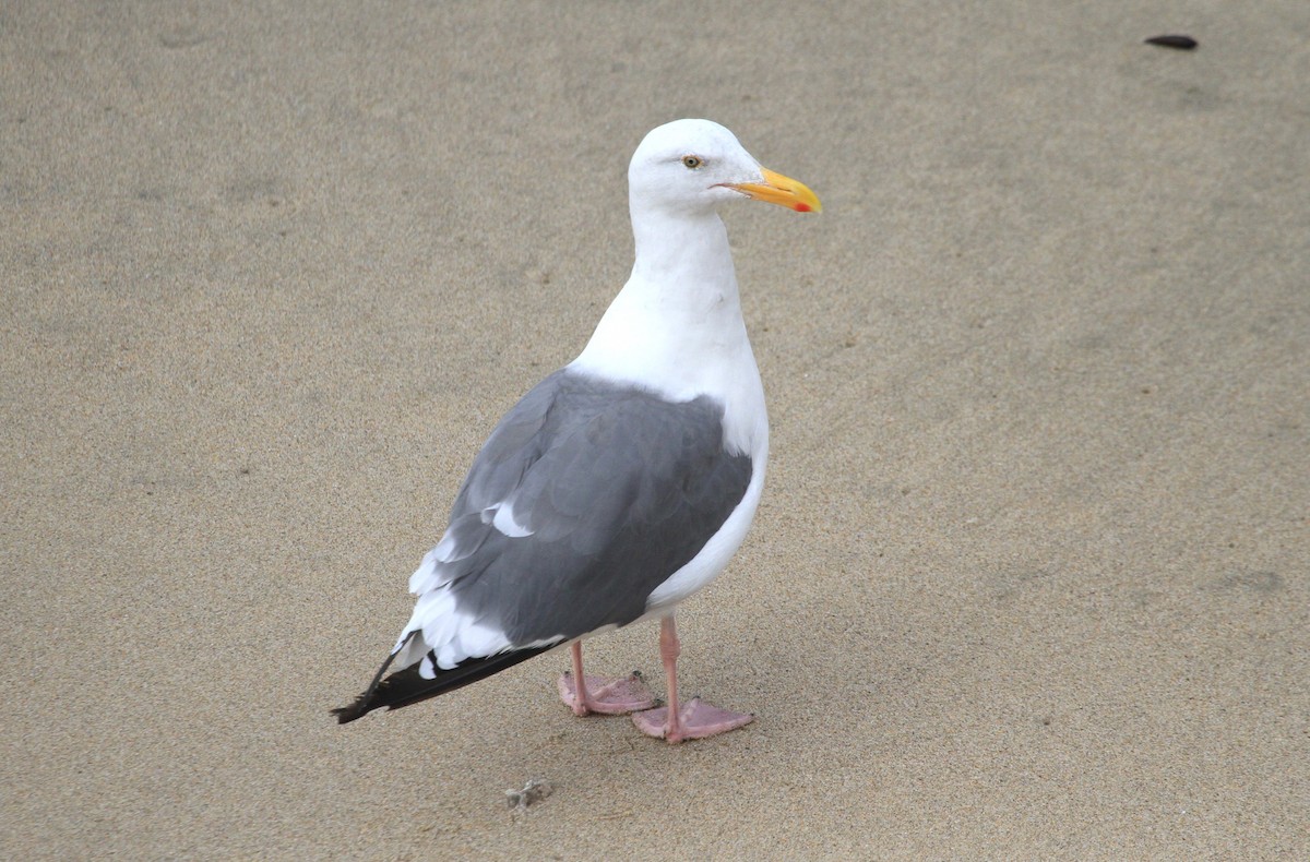 Western Gull - ML623454406