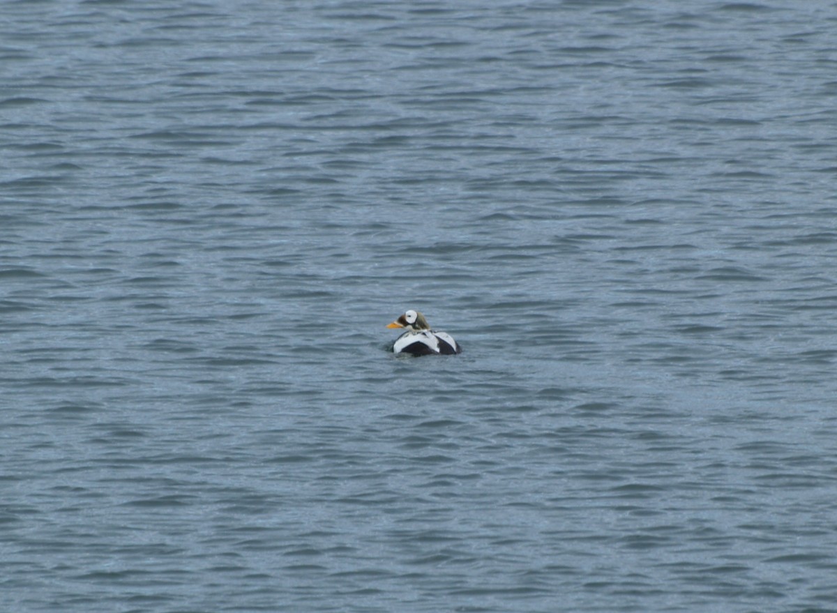 Spectacled Eider - ML623454414