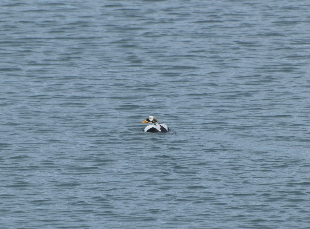 Spectacled Eider - ML623454422