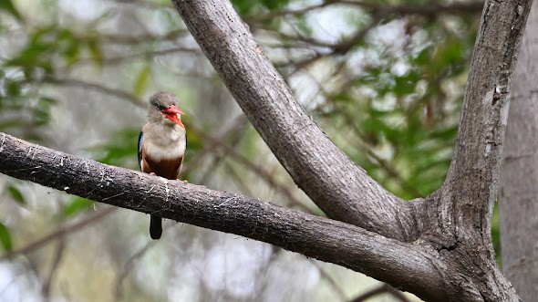 Gray-headed Kingfisher - ML623454430