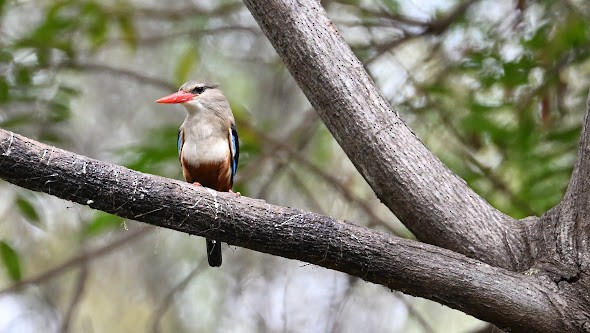 Gray-headed Kingfisher - Carolyn Leifer