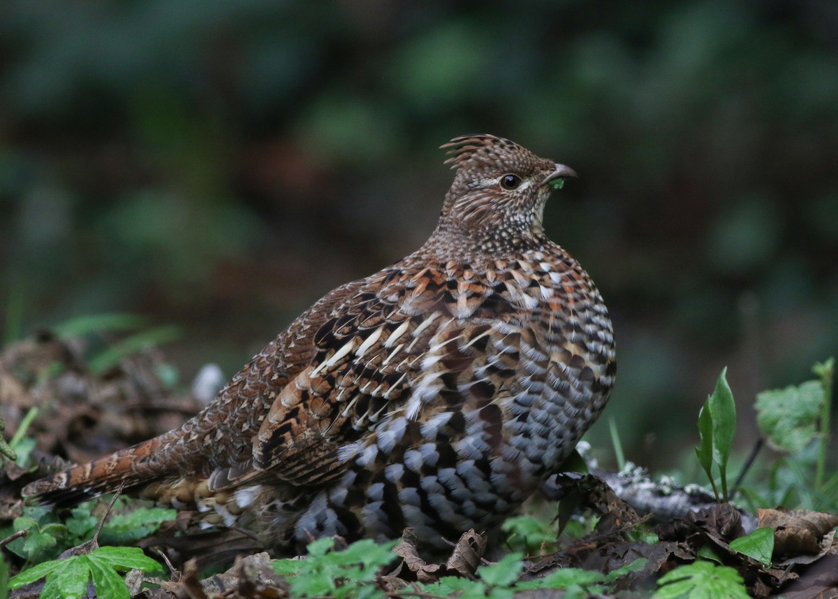 Ruffed Grouse - Zane Pickus