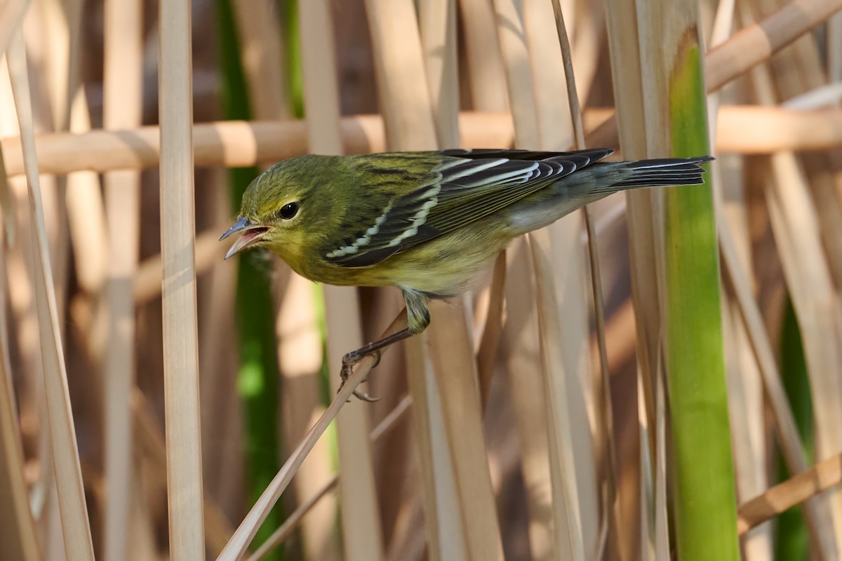 Blackpoll Warbler - ML623454475