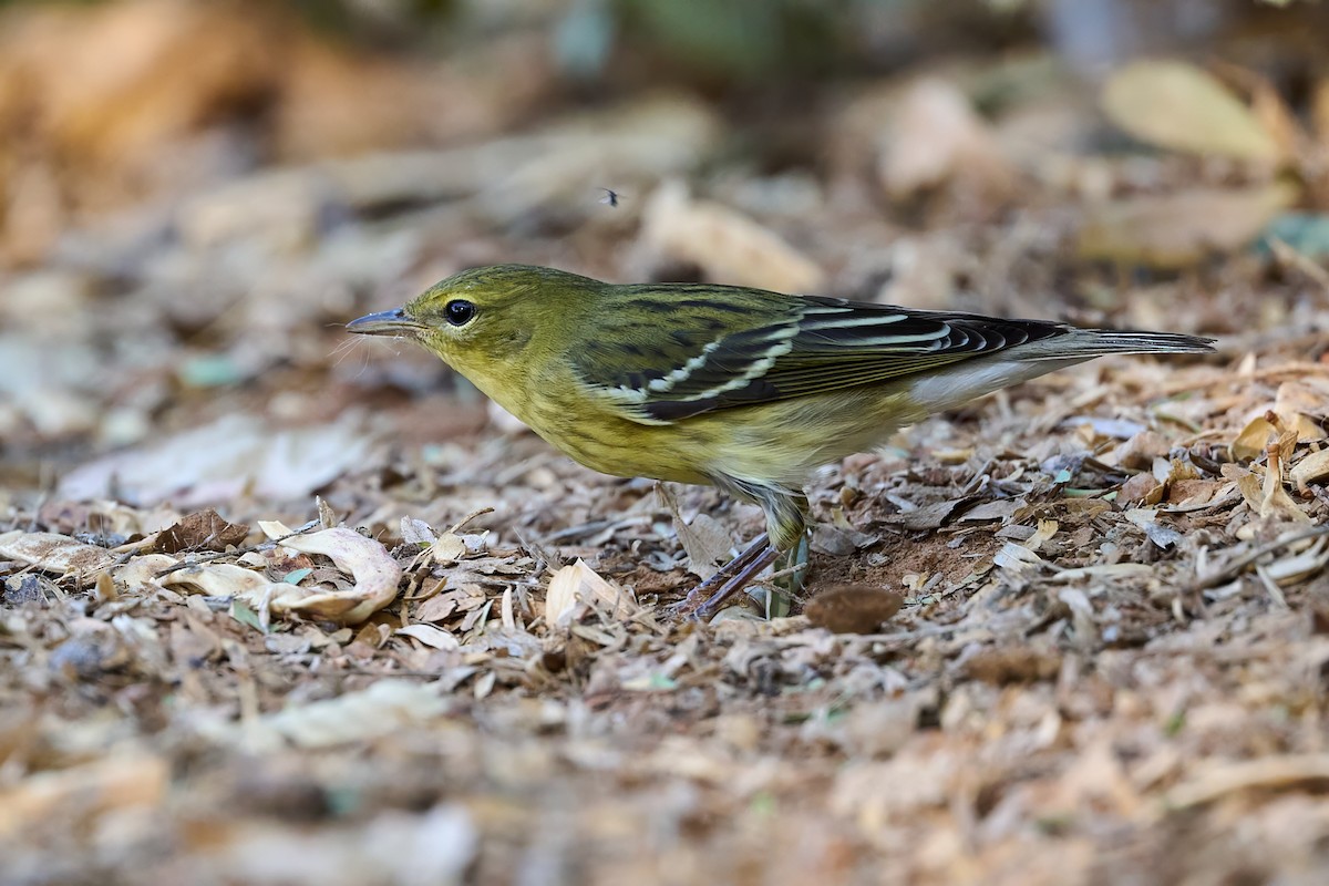 Blackpoll Warbler - ML623454476