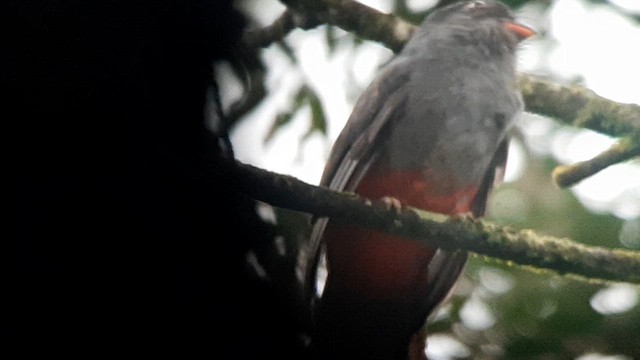 trogon kvokavý (ssp. massena/hoffmanni) - ML623454516