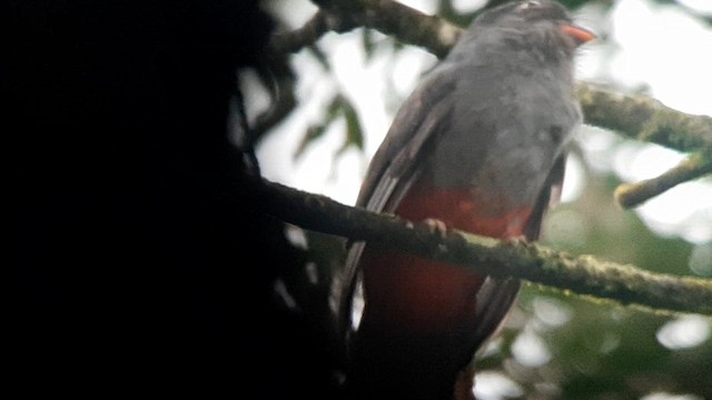 Slaty-tailed Trogon (Massena) - ML623454516