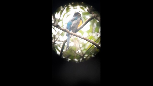 trogon podvazkový - ML623454538