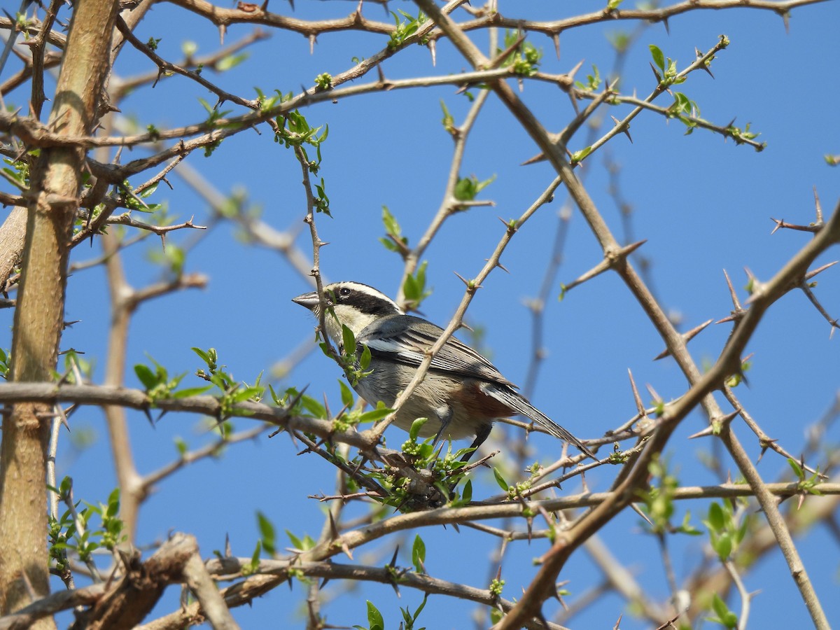 Ringed Warbling Finch - ML623454540