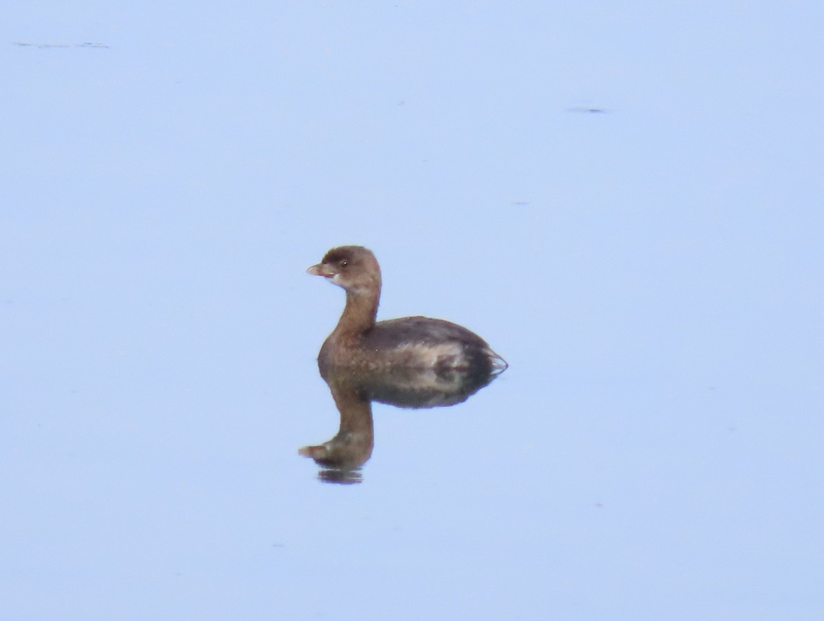 Pied-billed Grebe - ML623454588