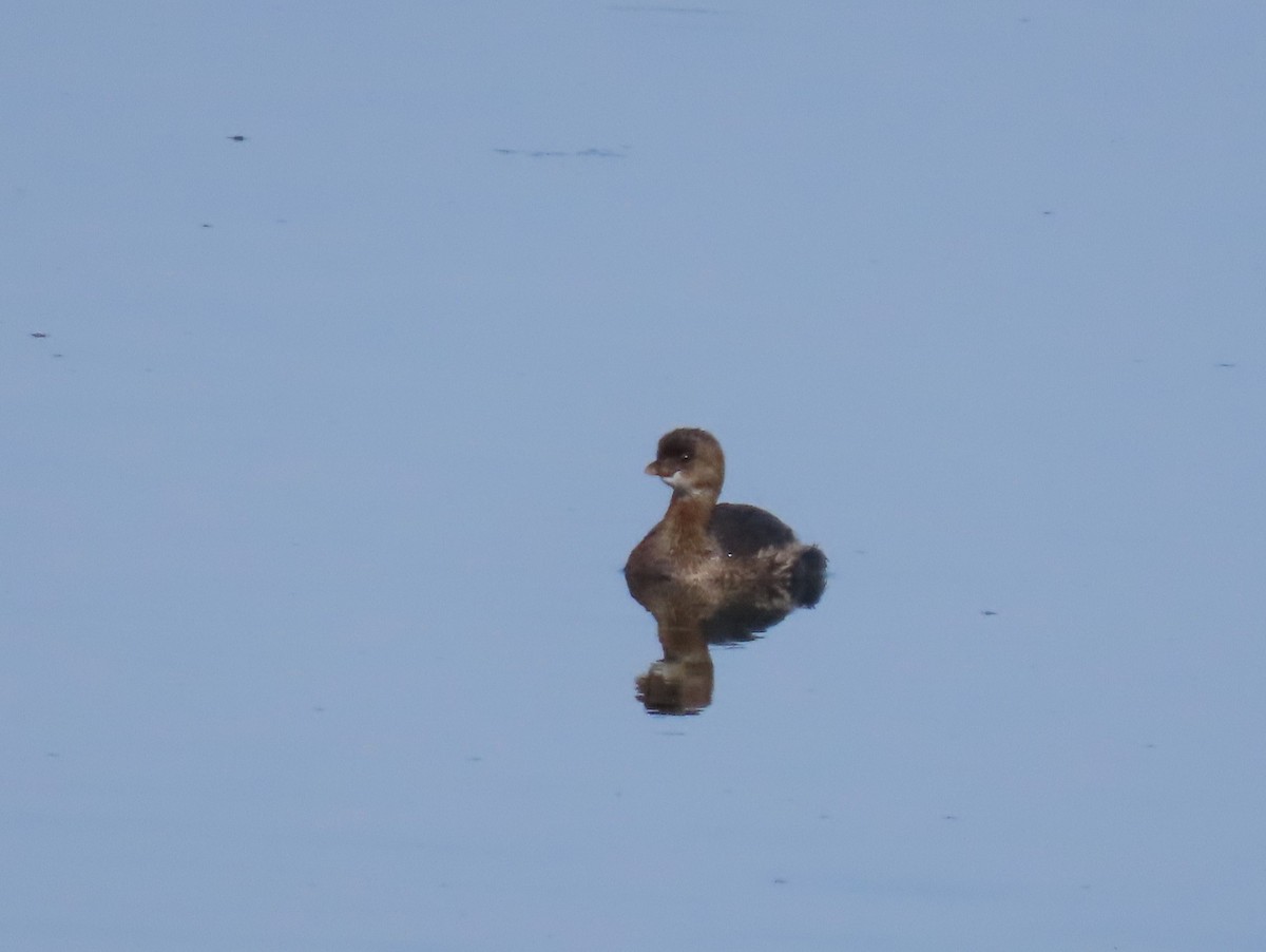 Pied-billed Grebe - ML623454591