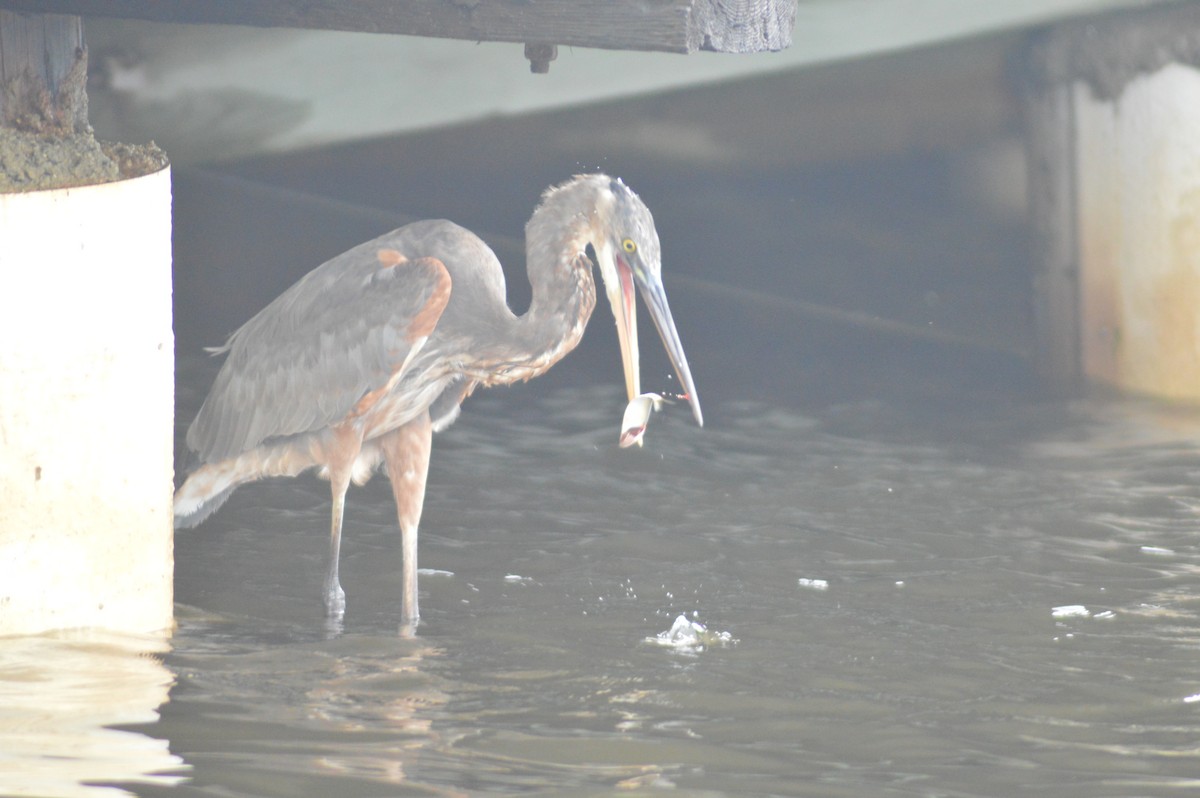 Great Blue Heron - Aaron Bierly