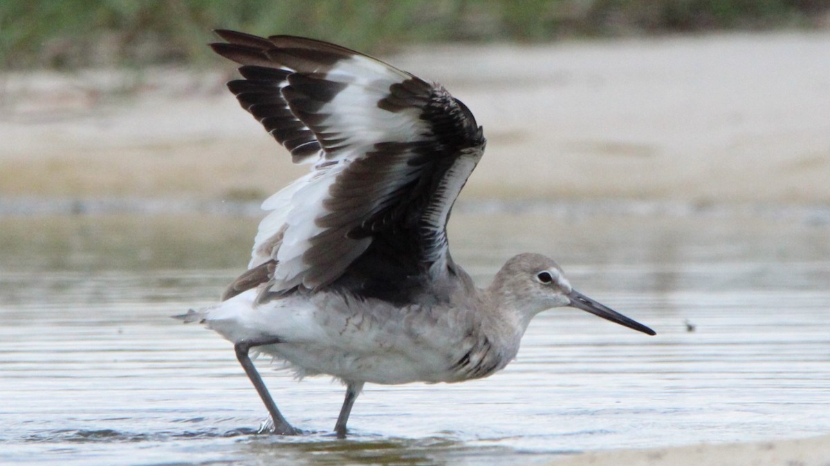 Willet - ML623454613