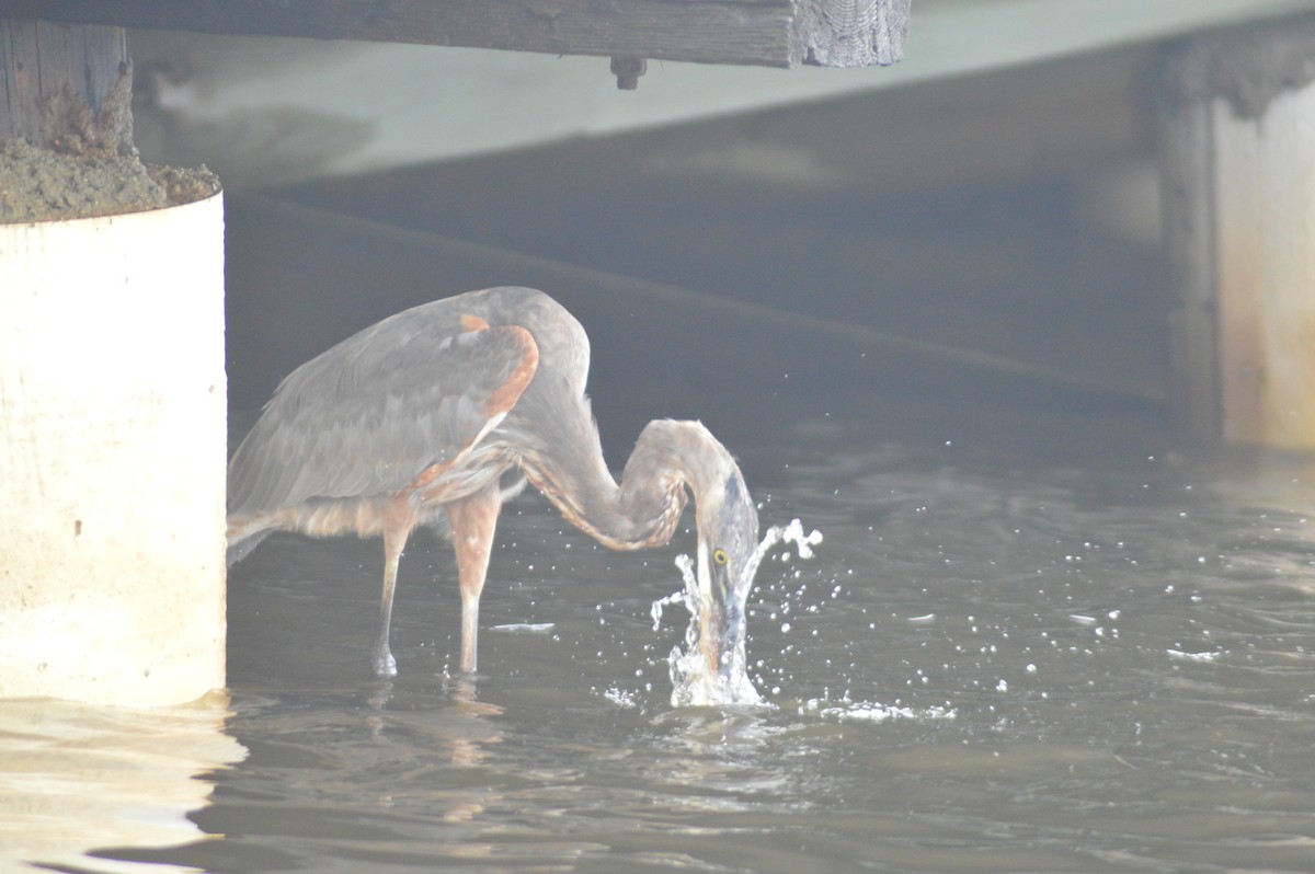 Great Blue Heron - Aaron Bierly