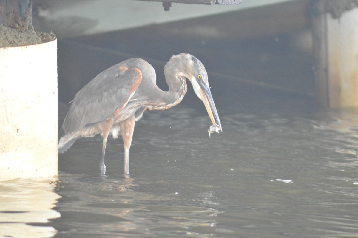 Great Blue Heron - ML623454620