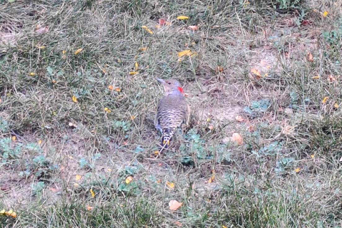 Northern Flicker - ML623454621