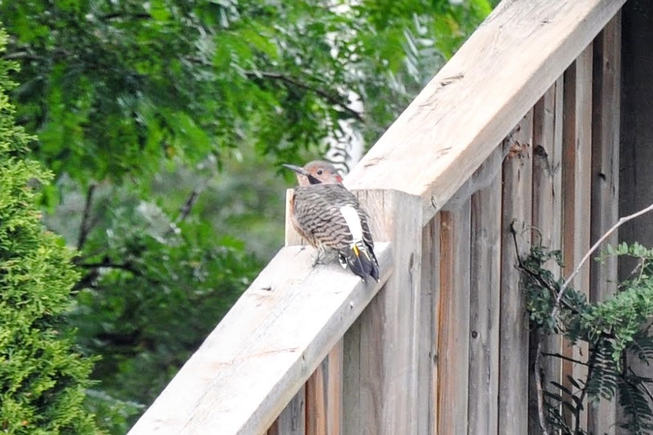 Northern Flicker - ML623454622