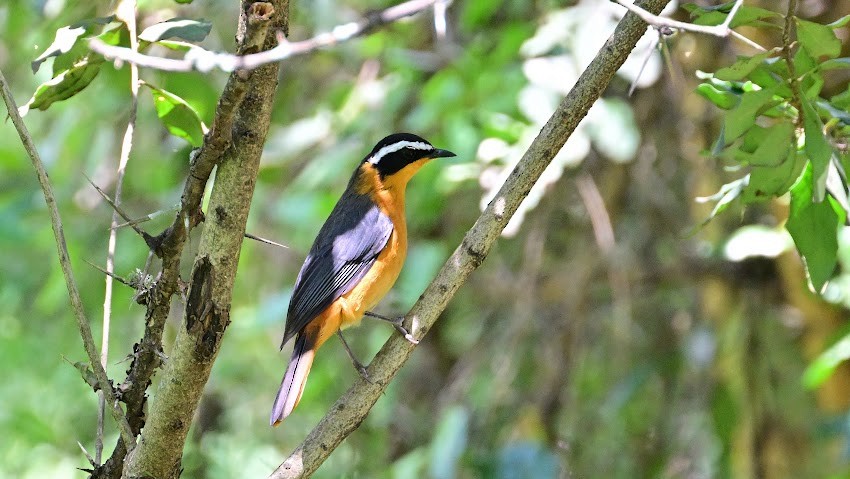 White-browed Robin-Chat - ML623454623